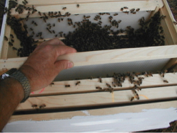 установка пакета пчел в новые ульи