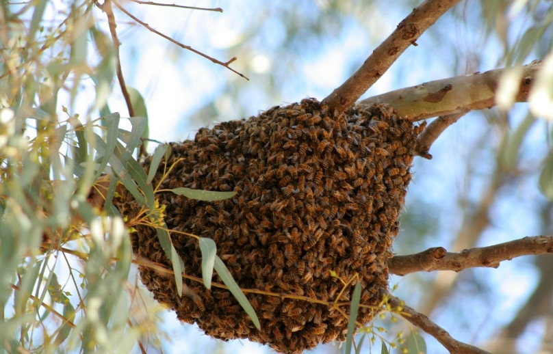 age of worker bees in a swarm