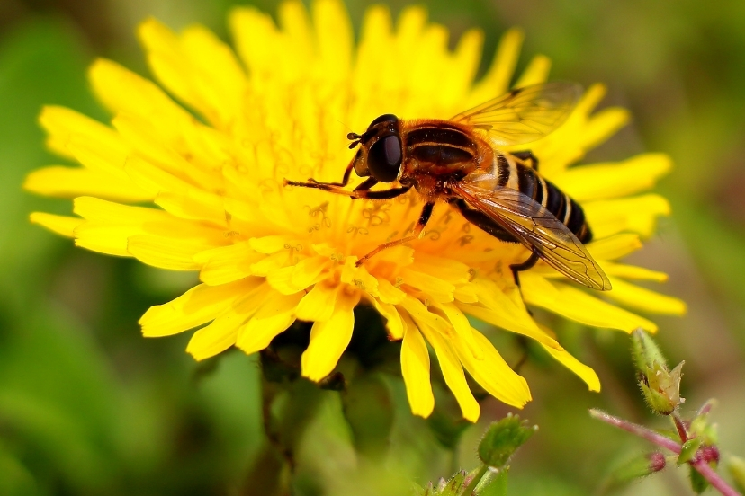 bee dance