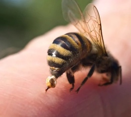 bee sting