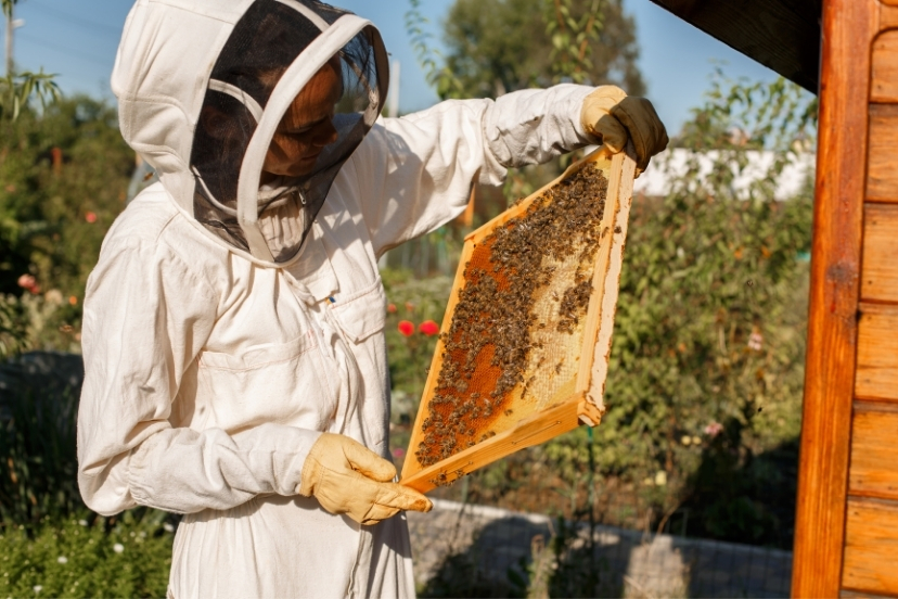 beginning beekeeping