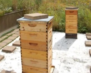 chicago city hall urban beekeeping
