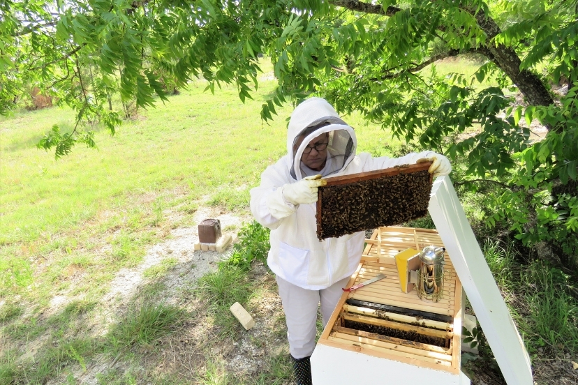 final hive inspection