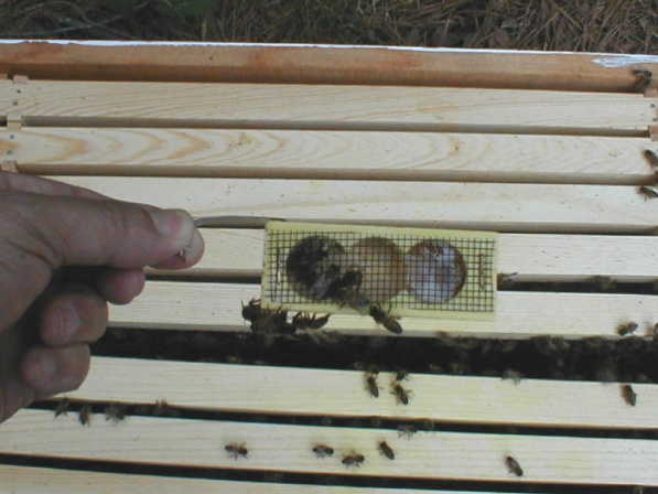 first hive inspection 7