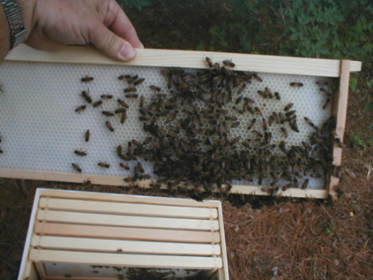 first hive inspection 9