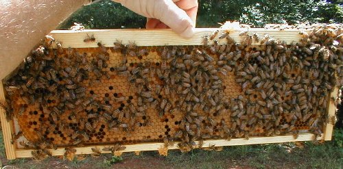 frame of honey bees with brood