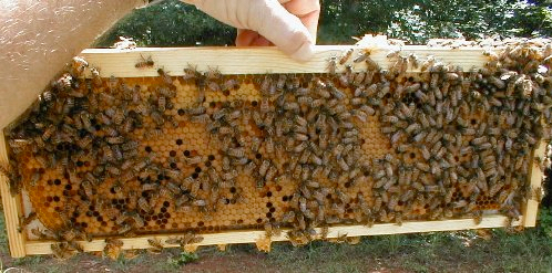 hive inspection