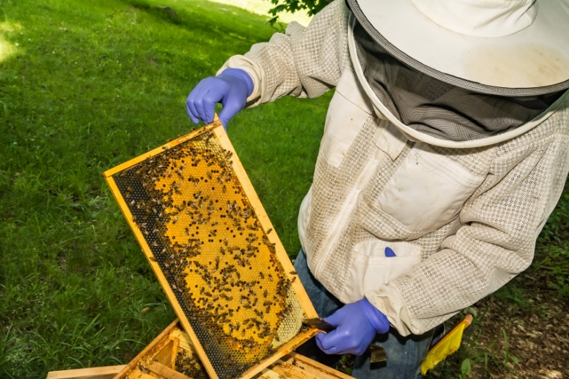 hive inspections