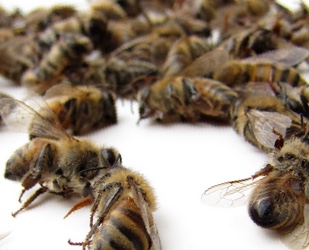 honey bee deaths