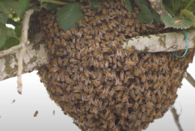Honey Bee Swarms