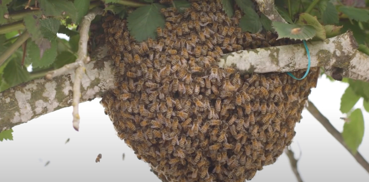 honey bee swarms