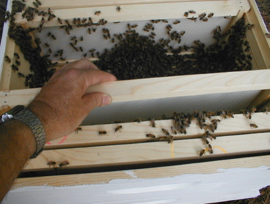 installing packaged bees 16