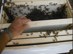 installing-packaged-bees-16