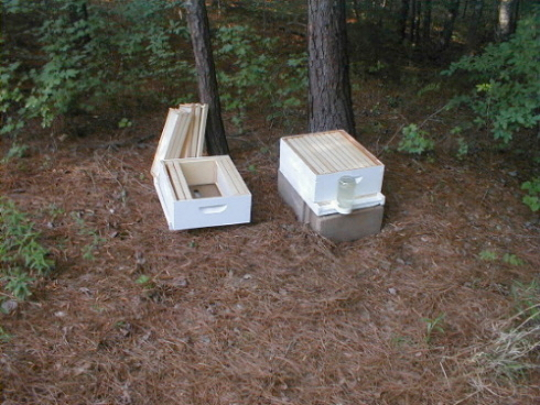 installing packaged bees 2