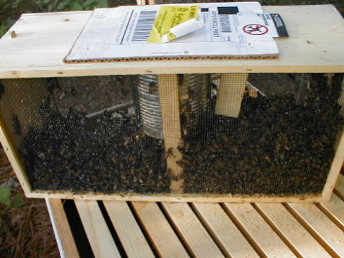 installing packaged bees 5