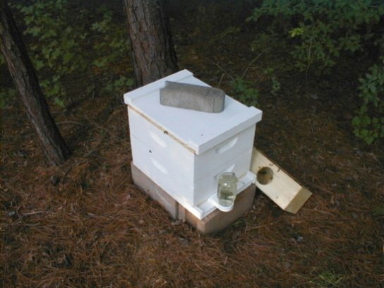 installing packaged bees