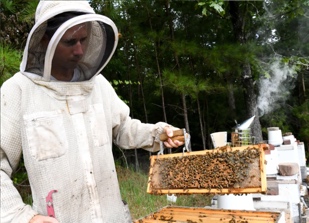 local beekeeper