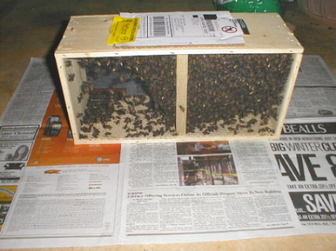 packaged bees 2