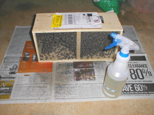 packaged bees 3