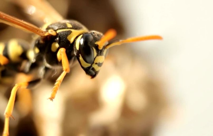 preventing wasps in beehive