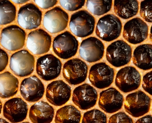 queen honey bee eggs