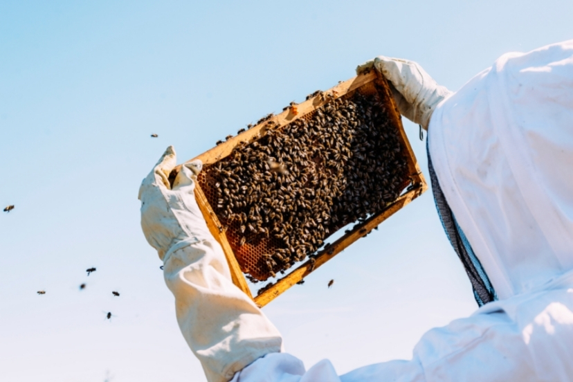 beekeeping basics