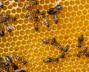 bees on honeycomb