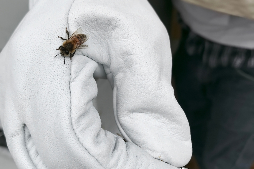 bee gloves