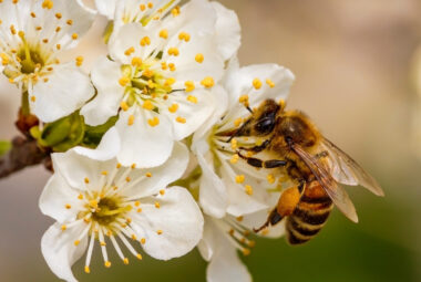 Bee Pollen Research