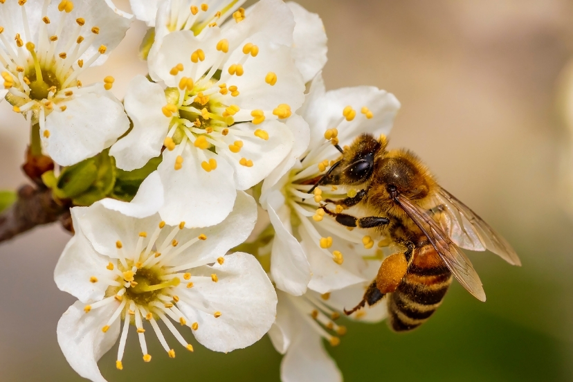 bee pollen research