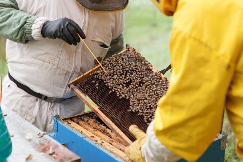 first hive inspection