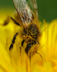 honey bee gathering pollen