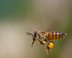 Africanized honey bee