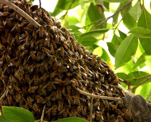 how to tell which hive has swarmed