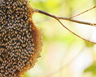 swarm building comb