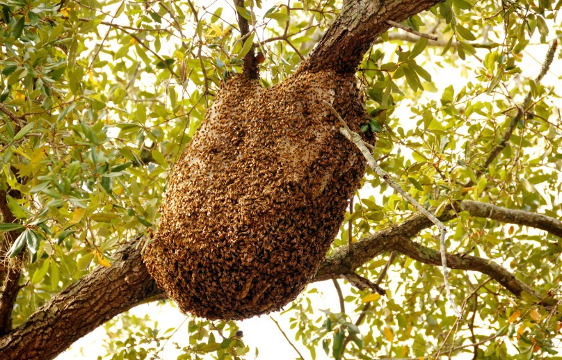 which bee hive has swarmed in tree