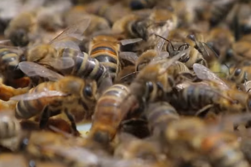 Homegrown Honey Bees: An Absolute Beginner's Guide To Beekeeping First Year