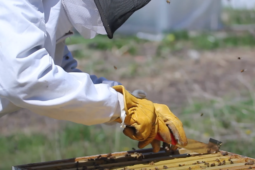 beehive inspection