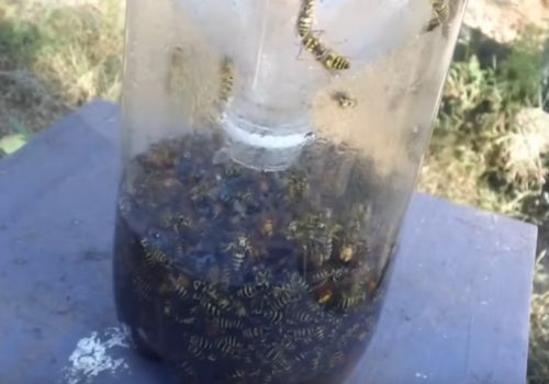 10 Effective Strategies for Preventing Wasps in Beehives